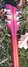 Rickenbacker 360/6 , Fireglo: Headstock - Rear