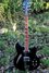 Rickenbacker 360/6 BT, Jetglo: Full Instrument - Front