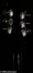 Rickenbacker 660/6 , Jetglo: Headstock - Rear