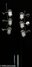 Rickenbacker 660/6 , Jetglo: Headstock - Rear