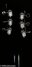 Rickenbacker 660/6 , Jetglo: Headstock - Rear