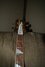 Feb 2022 Rickenbacker 4003/4 , Mapleglo: Headstock