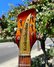 Jul 2023 Rickenbacker 325/6 RIC Boutique One-Off, Amber Fireglo: Headstock