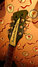 Jul 1989 Rickenbacker 620/12 Refin, Green: Headstock