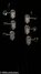 Rickenbacker 325/6 C64, Jetglo: Headstock - Rear