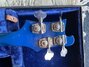 Rickenbacker 4001/4 , Azureglo: Headstock - Rear