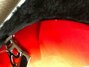 Rickenbacker 330/6 , Fireglo: Close up - Free2