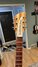 Jul 2005 Rickenbacker 330/6 , Mapleglo: Headstock