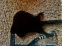 Rickenbacker 4003/4 , Jetglo: Body - Rear