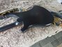 Rickenbacker 4003/4 S, Matte Black: Body - Rear