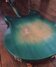 Rickenbacker 330/6 Refin, Aquaglo: Body - Rear