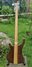 Rickenbacker 4003/4 , Natural Walnut: Full Instrument - Rear