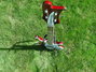 Rickenbacker 4003/4 , Burgundy: Free image