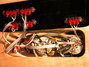 Rickenbacker 4004/4 Cii, Mapleglo: Close up - Free2