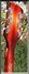 Rickenbacker 335/6 S, Fireglo: Headstock - Rear