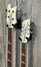 Rickenbacker 4080/412 Doubleneck, White: Neck - Front