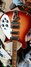 Rickenbacker 620/6 Mod, Fireglo: Body - Front