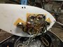 Rickenbacker 625/6 , Jetglo: Free image