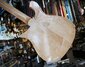 Rickenbacker 450/6 Mod, Mapleglo: Body - Rear