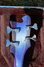 Rickenbacker 4004/4 Laredo, Blueburst: Headstock - Rear