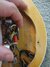 Rickenbacker 4001/4 , Mapleglo: Free image