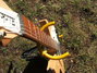Rickenbacker 330/12 , Mapleglo: Neck - Front