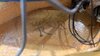 Rickenbacker 4001/4 , Mapleglo: Free image2