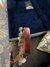Rickenbacker 375/6 , Fireglo: Free image2