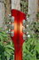 Rickenbacker 360/12 V64, Fireglo: Headstock - Rear