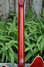 Rickenbacker 366/12 , Fireglo: Neck - Rear