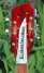 Oct 2007 Rickenbacker 381/12 V69, Fireglo: Headstock