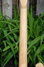 Rickenbacker 660/12 , Mapleglo: Neck - Rear