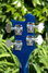 Rickenbacker 4003/4 , Midnightblue: Headstock - Rear