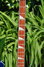 Rickenbacker 4003/4 , Midnightblue: Neck - Front