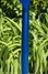 Rickenbacker 4003/4 , Midnightblue: Neck - Rear