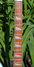 Rickenbacker 360/12 , Blue Boy: Neck - Front