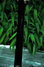 Rickenbacker 660/6 75th Ann, DCMetallic: Neck - Rear