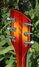 Rickenbacker 360/6 , MonteBrown: Headstock - Rear