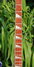 Rickenbacker 4003/4 , Blueburst: Neck - Front