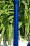 Rickenbacker 330/6 , Midnightblue: Neck - Rear