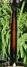 Rickenbacker Ken Roberts/6 f hole, Two tone brown: Neck - Rear