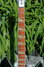 Rickenbacker 360/12 V64, Jetglo: Neck - Front