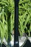 Rickenbacker 360/12 V64, Jetglo: Neck - Rear