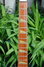 Rickenbacker 360/12 , Amber Fireglo: Neck - Front