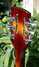 Rickenbacker 370/12 VP, MonteBrown: Headstock - Rear