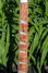 Rickenbacker 370/12 VP, MonteBrown: Neck - Front