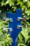 Rickenbacker 4004/4 Laredo, Midnightblue: Headstock - Rear