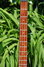 Rickenbacker 4004/4 Laredo, Midnightblue: Neck - Front
