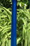 Rickenbacker 4004/4 Laredo, Midnightblue: Neck - Rear