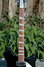 Rickenbacker 370/12 , Jetglo: Neck - Front